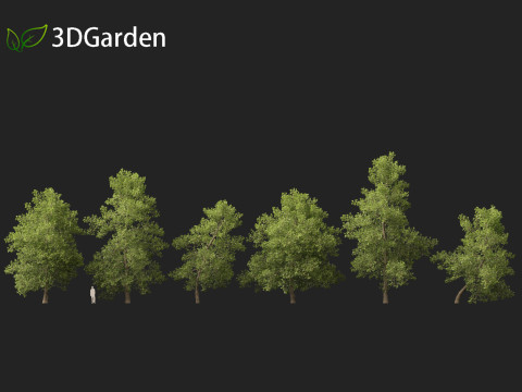 Alnus glutinosa - Black alder Model 3D