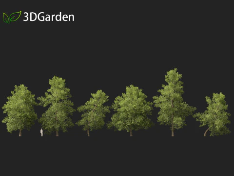 Alnus glutinosa - Black alder 3D Model