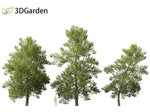 Alnus glutinosa - Black alder Model 3D