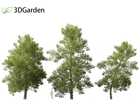 Alnus glutinosa - Black alder 3D Model