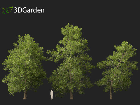 Alnus glutinosa - Black alder Model 3D