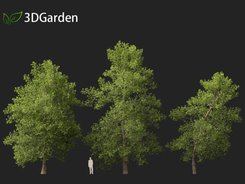 Alnus glutinosa - Black alder 3D Model