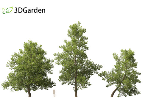Alnus glutinosa - Black alder Model 3D