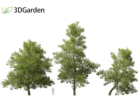 Alnus glutinosa - Black alder 3D Model