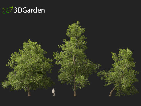 Alnus glutinosa - Black alder Model 3D