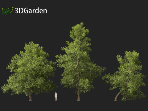 Alnus glutinosa - Black alder 3D Model