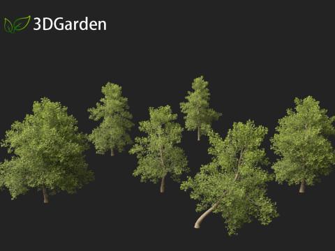 Alnus glutinosa - Black alder Model 3D