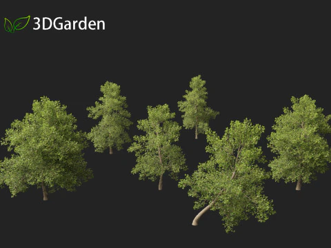 Alnus glutinosa - Black alder 3D Model