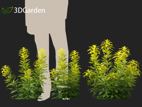 Alnus glutinosa - Black alder Model 3D