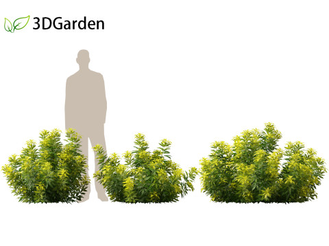 Alnus glutinosa - Black alder Model 3D