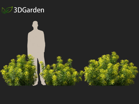 Alnus glutinosa - Black alder Model 3D