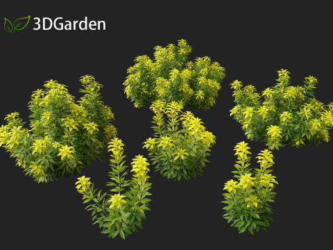 Alnus glutinosa - Black alder Model 3D