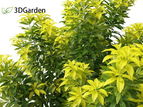 Alnus glutinosa - Black alder Model 3D