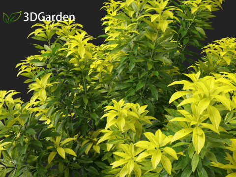 Alnus glutinosa - Black alder Model 3D