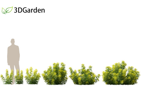 Alnus glutinosa - Black alder Model 3D