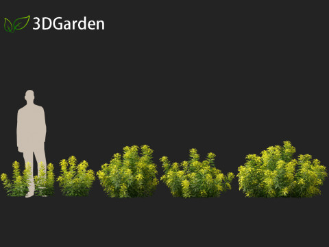 Alnus glutinosa - Black alder Model 3D