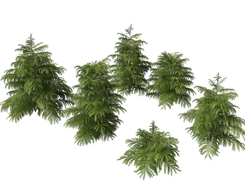 Cryptomeria japonica Elegans Viridis - Japanese Cedar 3Dモデル .c4d .max .obj .3ds .fbx .stl .blend 