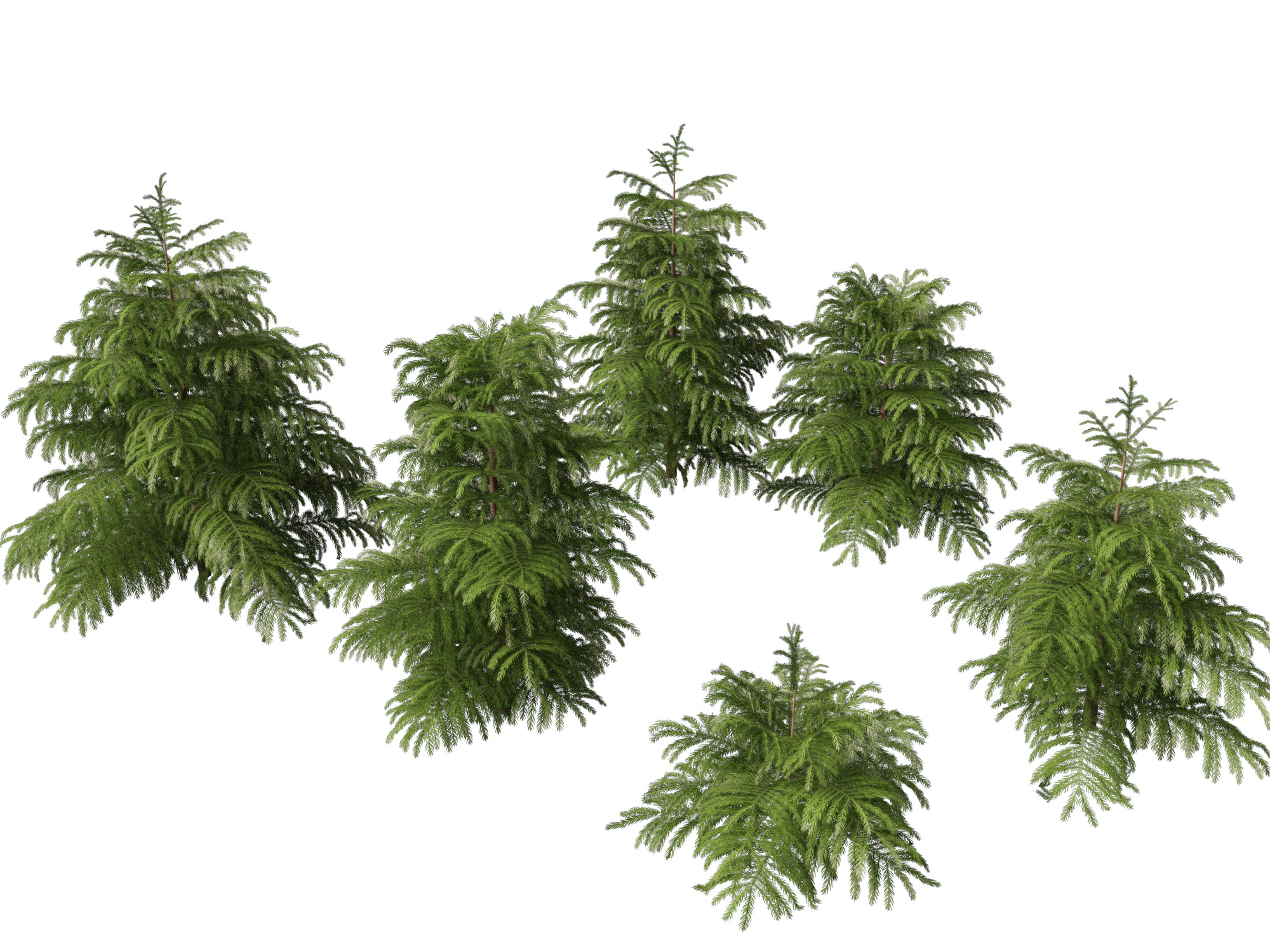 Cryptomeria japonica Elegans Viridis - Cedro giapponese Modello 3D .c4d .max .obj .3ds .fbx .stl .blend