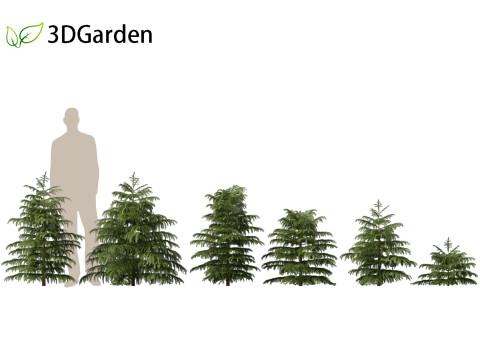 Cryptomeria japonica Elegans Viridis - Japanese Cedar 3Dモデル