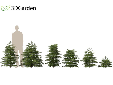 Cryptomeria japonica Elegans Viridis - Cedro giapponese Modello 3D