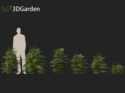 Cryptomeria japonica Elegans Viridis - Japanese Cedar 3Dモデル