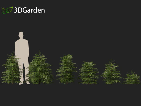 Cryptomeria japonica Elegans Viridis - Cedro giapponese Modello 3D