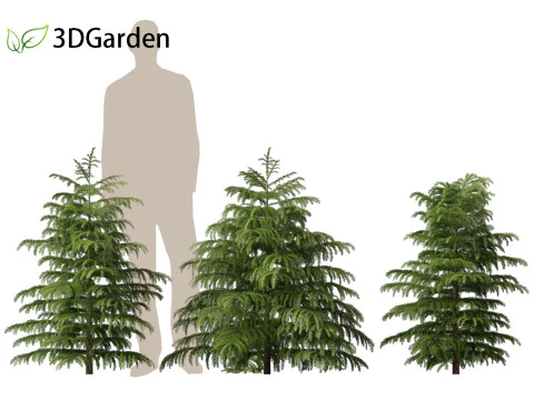 Cryptomeria japonica Elegans Viridis - Cedro giapponese Modello 3D