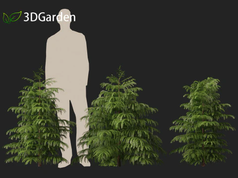 Cryptomeria japonica Elegans Viridis - Cedro giapponese Modello 3D