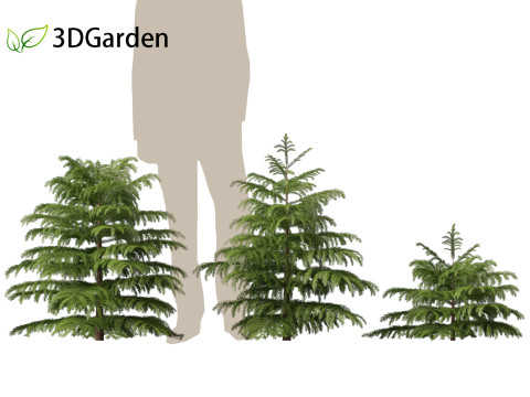 Cryptomeria japonica Elegans Viridis - Japanese Cedar 3Dモデル
