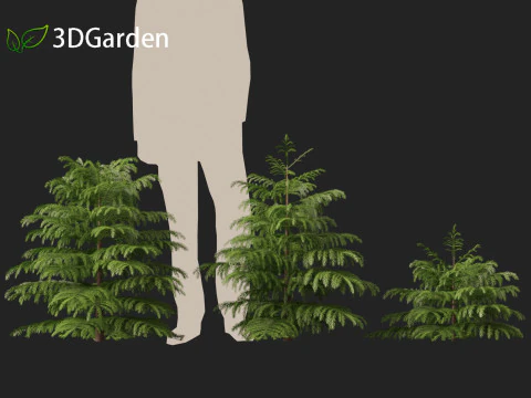 Cryptomeria japonica Elegans Viridis - Cedro giapponese Modello 3D