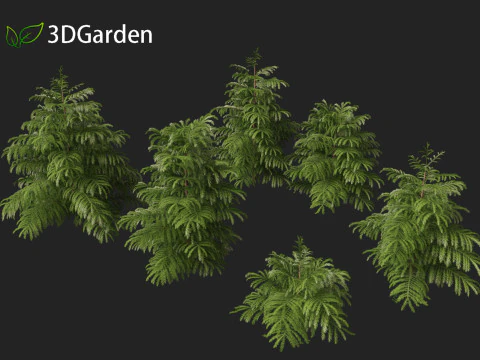 Cryptomeria japonica Elegans Viridis - Cedro giapponese Modello 3D