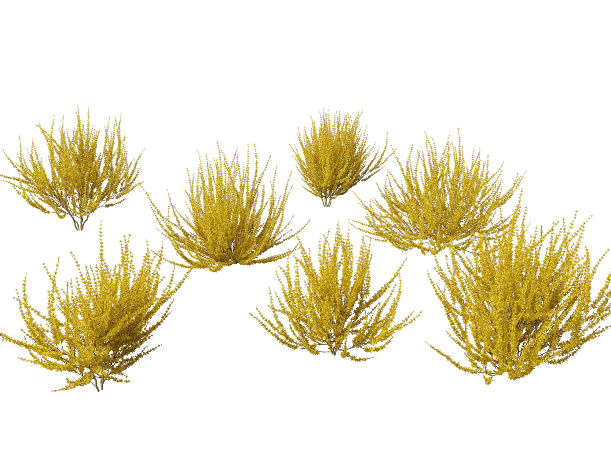 Forsythia x intermedia Golden Bells - Border Forsythia 3D Model .c4d .max .obj .3ds .fbx .stl .blend 
