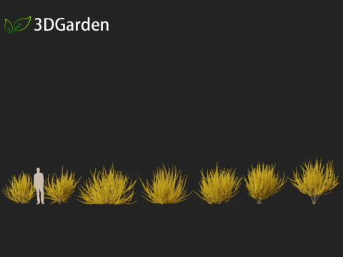 Forsythia x intermedia Golden Bells - Border Forsythia 3D Model
