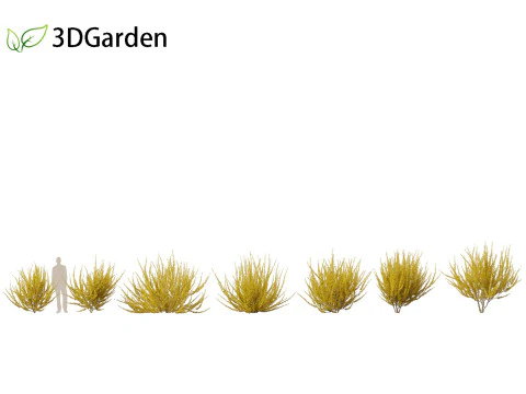 Forsythia x intermedia Golden Bells - Border Forsythia 3D Model