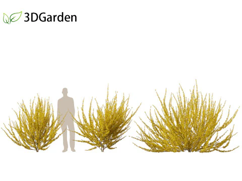 Forsythia x intermedia Golden Bells - Border Forsythia 3D Model