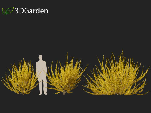 Forsythia x intermedia Golden Bells - Border Forsythia 3D Model