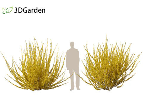 Forsythia x intermedia Golden Bells - Border Forsythia 3D Model