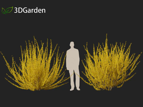 Forsythia x intermedia Golden Bells - Border Forsythia 3D Model