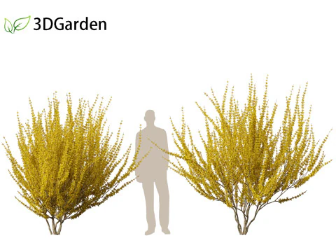Forsythia x intermedia Golden Bells - Border Forsythia 3D Model
