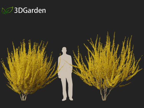 Forsythia x intermedia Golden Bells - Border Forsythia 3D Model
