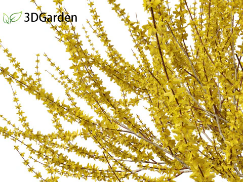 Forsythia x intermedia Golden Bells - Border Forsythia 3D Model