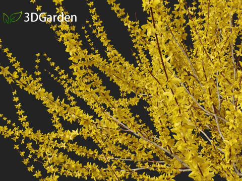 Forsythia x intermedia Golden Bells - Border Forsythia 3D Model