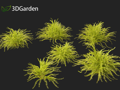Lonicera nitida Lemon Beauty - Box Honeysuckle Modello 3D
