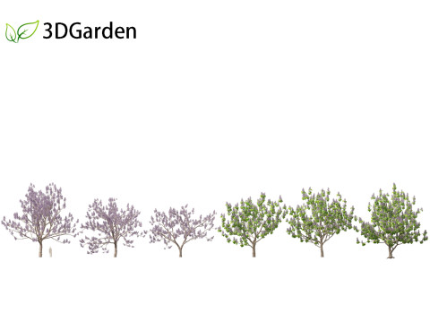 Paulownia tomentosa - Princess tree 3D Model