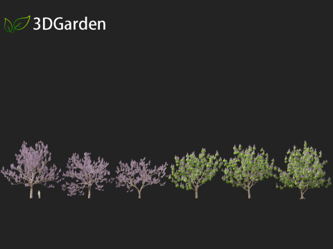 Paulownia tomentosa - Princess tree 3D Model