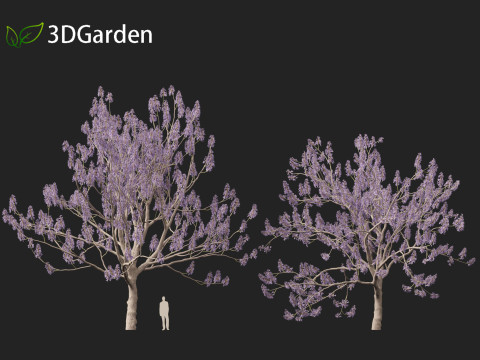 Paulownia tomentosa - Princess tree 3D Model