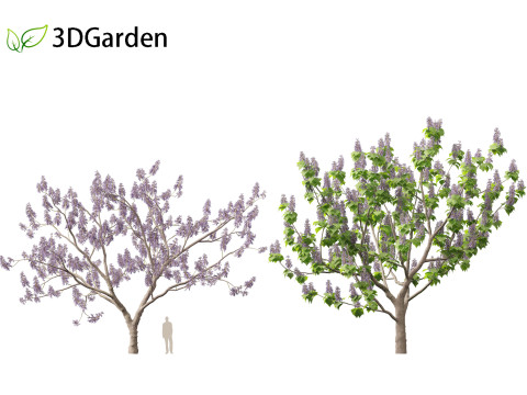 Paulownia tomentosa - Princess tree 3D Model