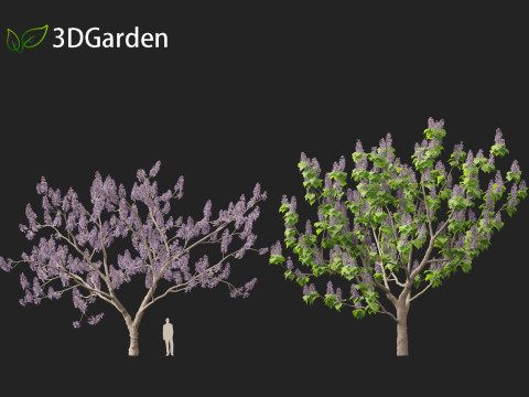 Paulownia tomentosa - Princess tree 3D Model
