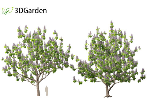 Paulownia tomentosa - Princess tree 3D Model