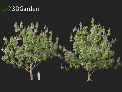 Paulownia tomentosa - Princess tree 3D Model